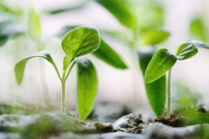 Read more about the article Cultivating Knowledge and Sustainability: Urban Farming Integration as a Life Skill for School-Going Children – by Sabwili Mpoyana