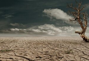 photo of brown bare tree on brown surface during daytime